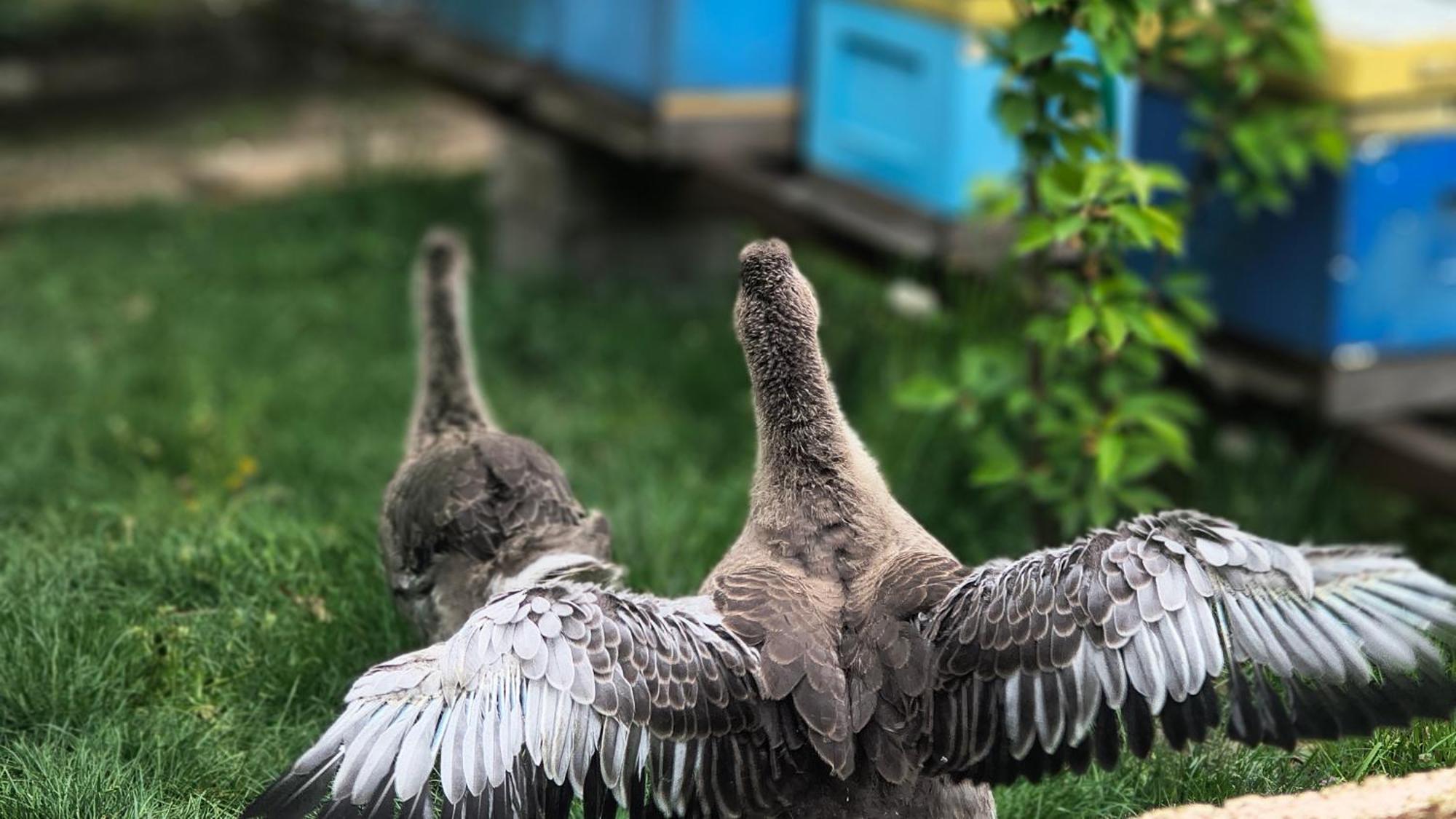 Miodowa Zagroda - Nocleg Zator Energylandia Miejsce Bagian luar foto